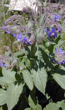 Borage(Borago officinalis)