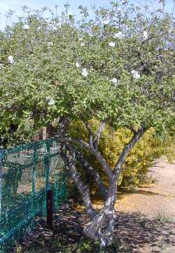 Texas Olive, Anacahuita(Cordia boissieri)