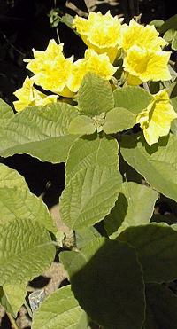 (Cordia lutea)