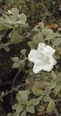 Little Leaf Cordia(Cordia parvifolia)