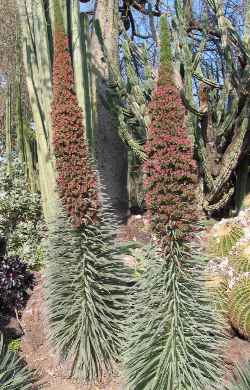 Tower of Jewels(Echium wildpretii)