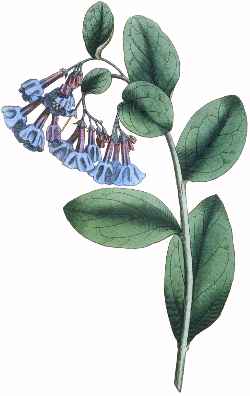 Virginia bluebells(Mertensia virginica)