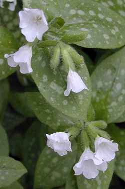 Bethlehem Lungwort(Pulmonaria saccharata)