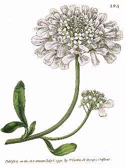 Gibraltar Candytuft(Iberis gibraltarica)