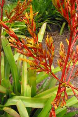 (Aechmea blanchetiana)