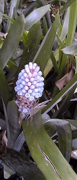 (Aechmea blumenavii)