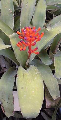 (Aechmea organensis)