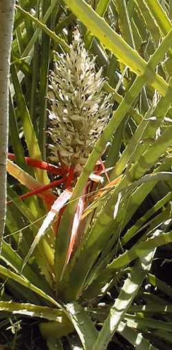 Heart of Flame(Bromelia balansae)