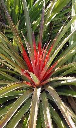 Heart of Flame(Bromelia balansae)