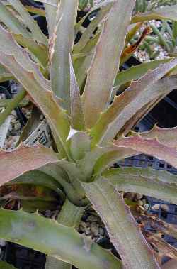 Pinguin, Piñuela(Bromelia pinguin)