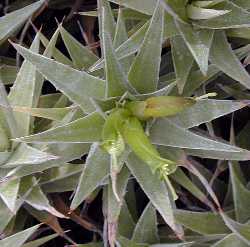 (Deuterocohnia brevifolia)