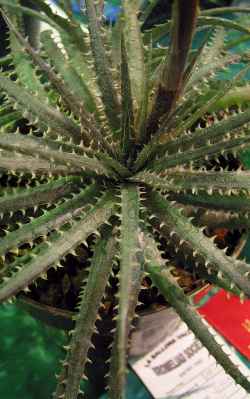 (Dyckia dawsonii)