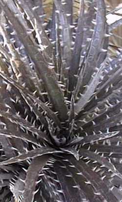 (Dyckia fosteriana)