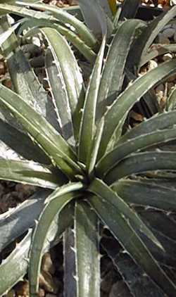 (Dyckia remotiflora)