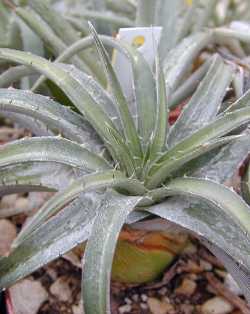 (Dyckia remotiflora)