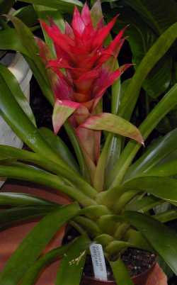 (Guzmania 'Neon')