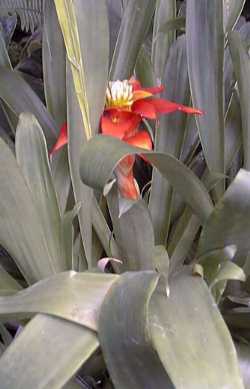 (Guzmania 'Orangeade')