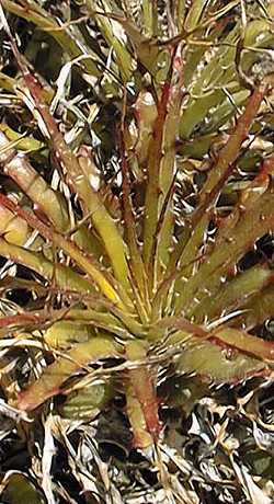 (Hechtia gayii)