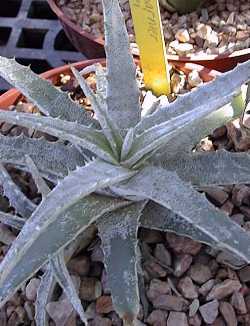 (Hechtia marnier-lapostollei)