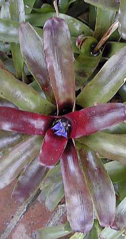 (Neoregelia 'Fireball')