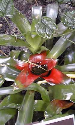 (Neoregelia farinosa)