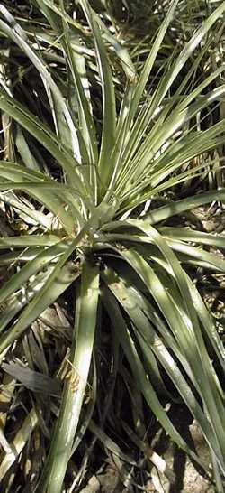 (Puya alpestris)