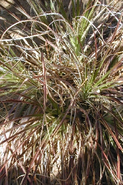 (Puya mirabilis)