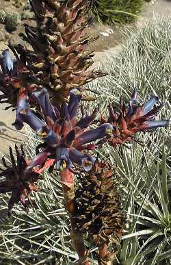 (Puya venusta)