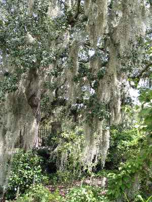 Spanish Moss(Tillandsia usneoides)