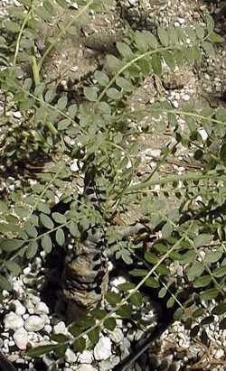 (Boswellia neglecta)