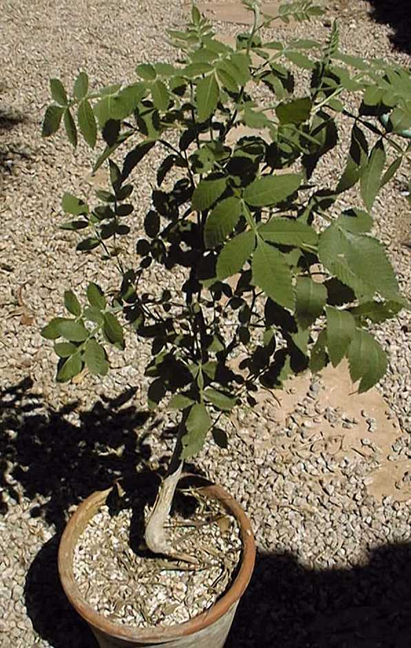 (Bursera copallifera)