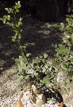 Torote Blanco, Elephant Tree(Bursera odorata)