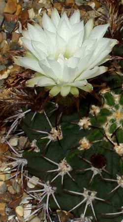 (Acanthocalycium klimpelianum)