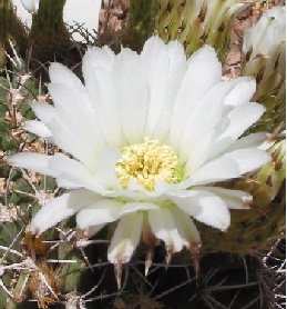 (Acanthocalycium spiniflorum)