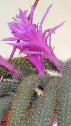 Rat Tail Cactus(Disocactus flagelliformis)