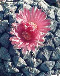 Chautle Living Rock, False Peyote(Ariocarpus fissuratus)