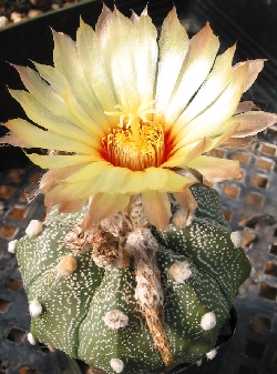 Sea Urchin Cactus, Sand Dollar Cactus(Astrophytum asterias)