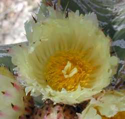 Monk's Hood(Astrophytum ornatum)