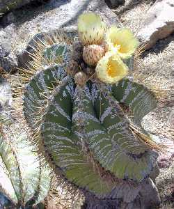 Monk's Hood(Astrophytum ornatum)