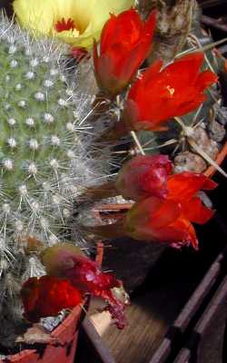 (Rebutia brunescens 'mizquensis')