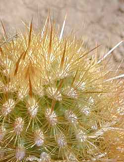 (Cleistocactus icosagonus)