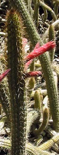 (Cleistocactus sepium)