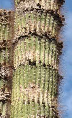 (Cephalocereus apicicephalium)