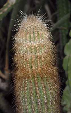 Organo(Cephalocereus columna-trajani)