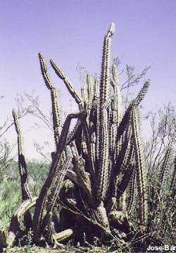 (Cereus aethiops)