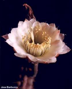 (Cereus aethiops)