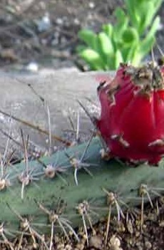 (Acanthocereus baxaniensis)