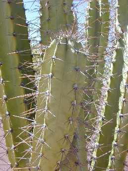 (Cereus validus)