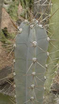 (Cereus huilunchu)