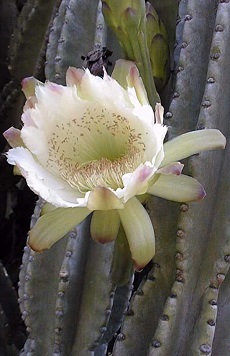 Queen of the Night(Cereus hildmannianus)